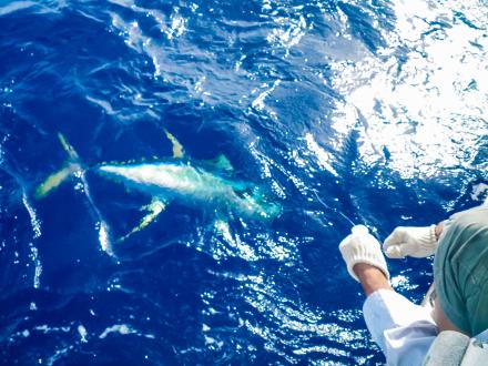 Angler catching tuna offshore
