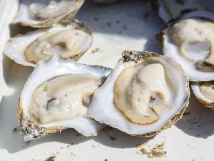 Raw oysters at the Annual Fort Morgan Oyster Fest