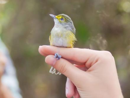 Hand holding small yellow bird at Fort Morgan bird banding, best bird watching in Gulf Shores