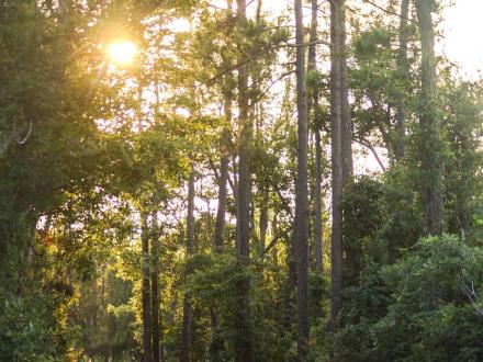 Sun shining through the oak trees in Gulf State Park