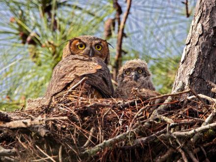 Great horned owls in nest in Orange Beach, birding on Alabama's Beaches