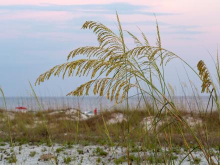 Sea Oats on the beach