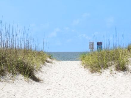 Sea oats on the beach