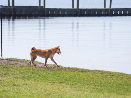 A dog on Alabama's Beaches enjoying a dog park