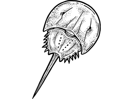 illustration of horseshoe crab