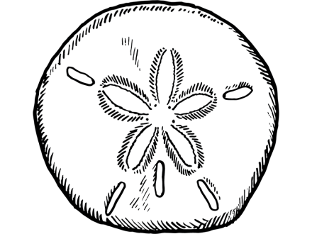 illustration of a sand dollar