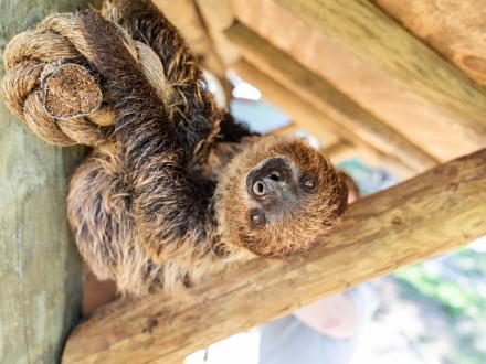 Cute sloth at the Alabama Gulf Coast Zoo in Gulf Shores