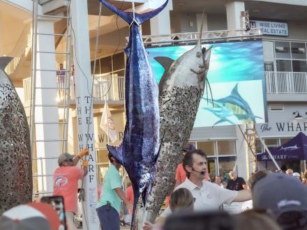 Huge blue marlin being weighed at Billfish Classic fishing tournament in Orange Beach