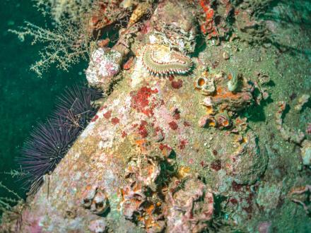 Colorful snorkeling reefs in the Gulf of Mexico from Orange Beach