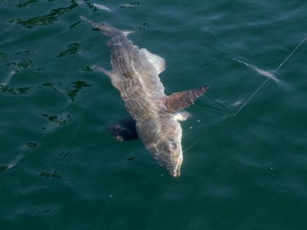Cobia in the water in the Gulf of Mexico