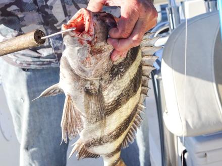 Hand holding a sheepshead caught in the Gulf
