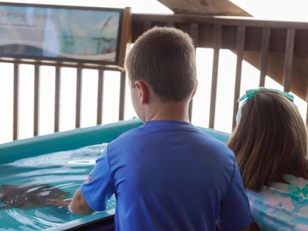 Two kids touching a manta ray at a touch tank on the Gulf State Park Pier during Shark Week