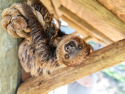 Cute sloth hanging upside down at The Alabama Gulf Coast Zoo in Gulf Shores