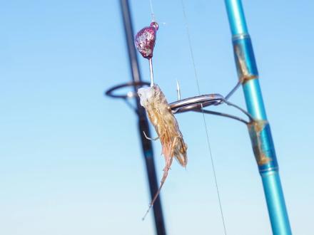 shrimp bait on a fishing rod