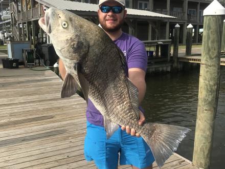 Man holding a large black drum caught in Orange Beach