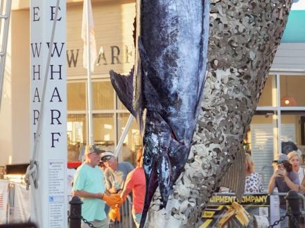 Blue Marlin hanging up at a weigh in