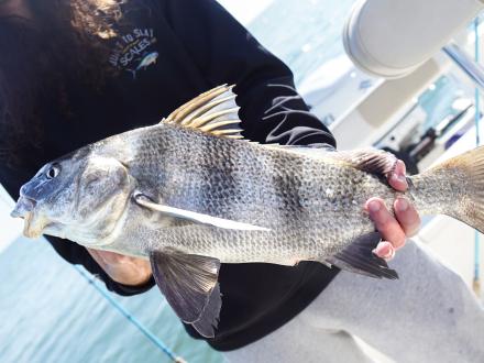 Man holding a puppy drum, small black drum