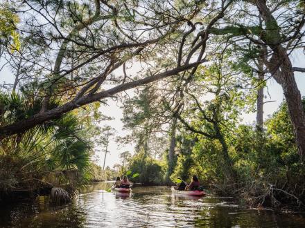 People kayaking in the serene back bays of Orange Beach