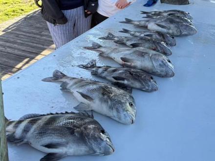 freshly caught sheepshead laying out at a cleaning station at Fort Morgan Marina