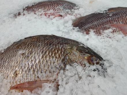 Mangrove snapper sitting on ice