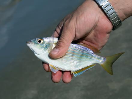 Pinfish