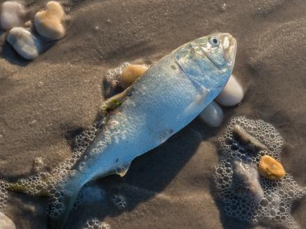 Pogie, dead bait for snapper