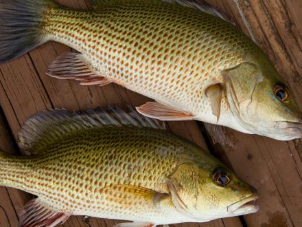 Mangrove snapper laying on a table