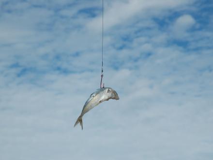 Cigar minnow dangling on a fishing lure, best dead bait for snapper