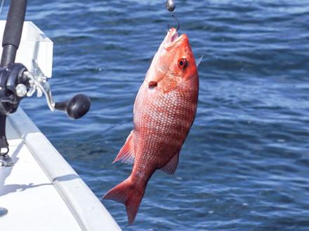 Vermillion snapper being reeled in on a fishing charter in Orange Beach