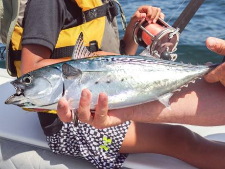 Bonito caught in the Gulf, best bait for catching red snapper