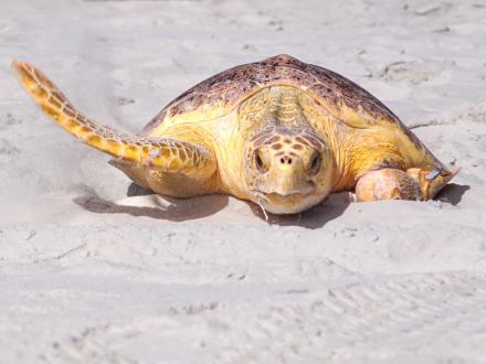sea turtle crawling along the sand towards the water on the beach in Gulf Shores