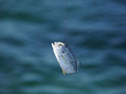 piece of fish bait dangling on a hook over the water