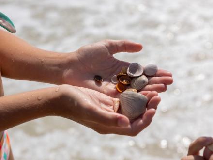 hands holding shells collected on the beach in Gulf Shores