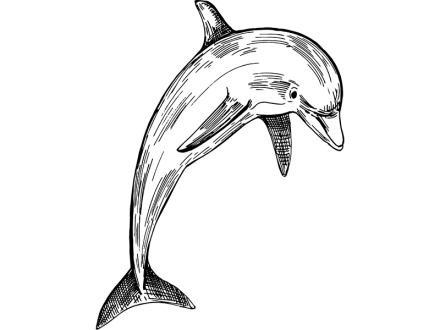Illustration of a dolphin jumping