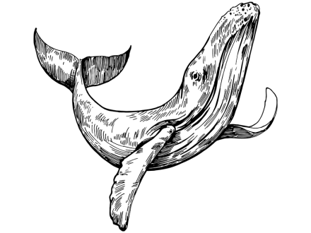 Illustration of a whale