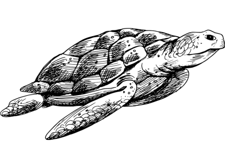 Illustration of a cute sea turtle