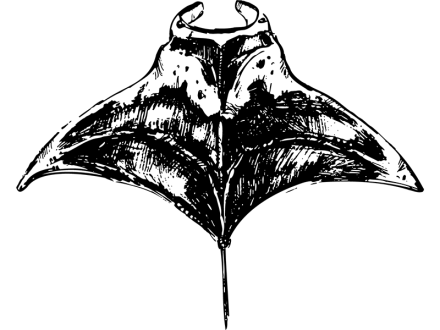 Illustration of a manta ray, common sea creature