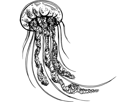 Illustration of a jellyfish