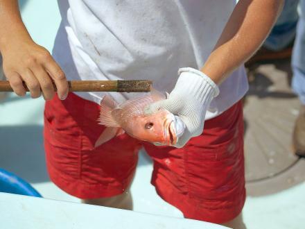 angler measuring a snapper caught in the Gulf