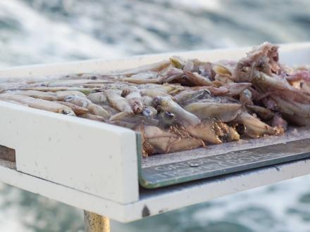 freshly cut squid to be used as bait on a fishing charter