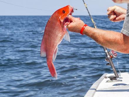 angler bringing a red snapper into a charter boat in Orange Beach