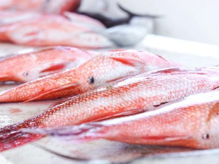 Freshly caught red snapper lined up on the cleaning table at a local marina in Orange Beach