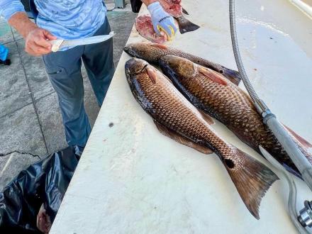 freshly caught redfish being cleaned at a local marina in Orange Beach