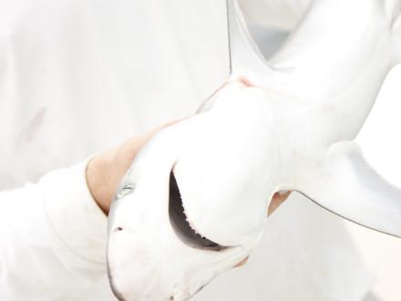 Hands holding a small Atlantic Sharpnose Shark