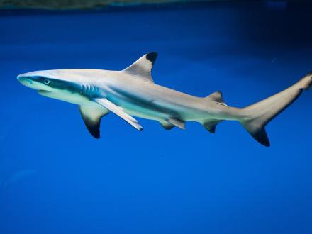 Blacktip Shark swimming in the water