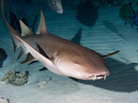 Nurse Shark swimming near the ocean floor