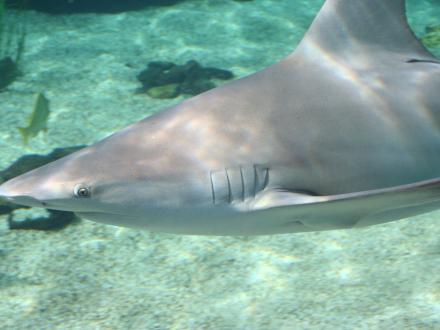 blacknose shark swimming near the ocean floor
