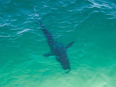 shark swimming in the Gulf near the Gulf State Park Fishing Pier in Gulf Shores