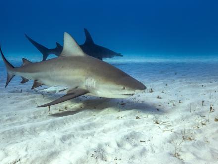 two bull sharks swimming near the ocean floor