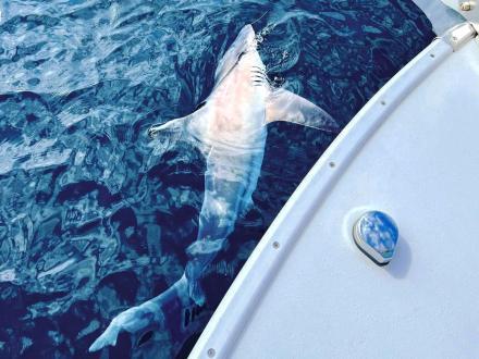 shark fishing charter boat in Orange Beach